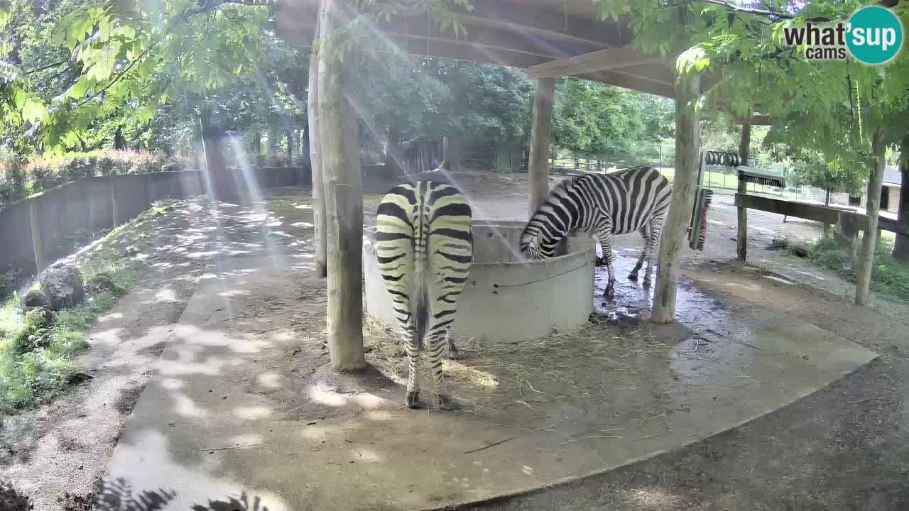 Web kamera uživo Zebras u ZOO Ljubljana – Slovenija