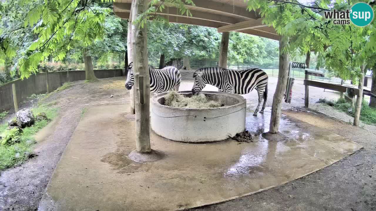 Live webcam Zebras in Ljubljana ZOO – Slovenia