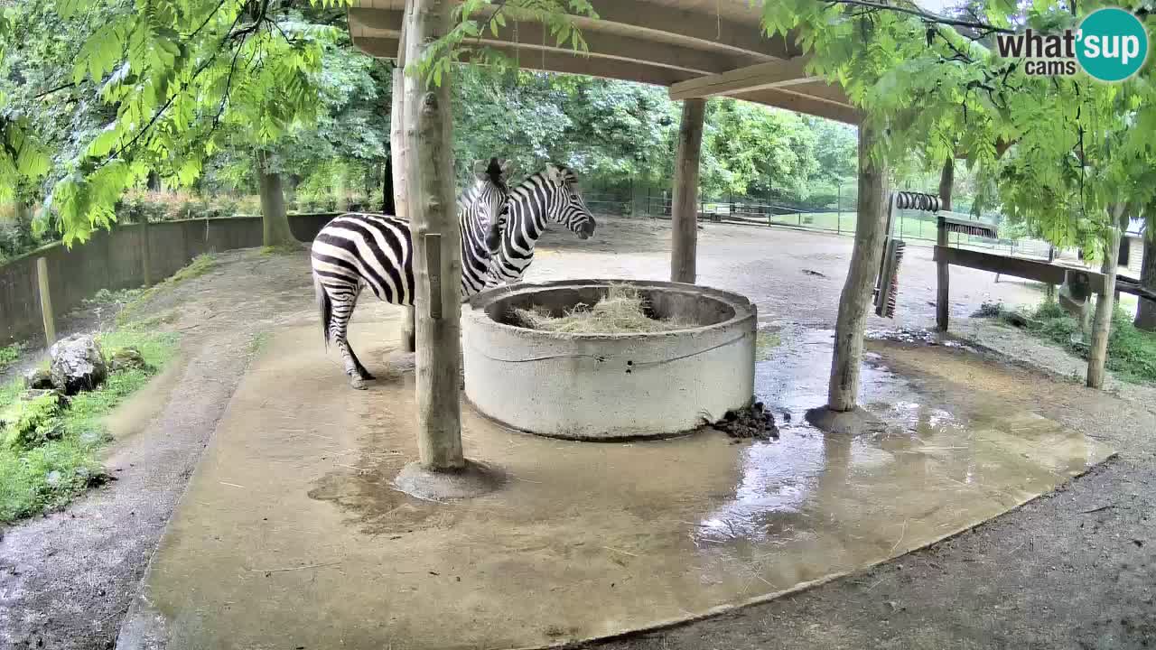Live webcam Zebras in Ljubljana ZOO – Slovenia