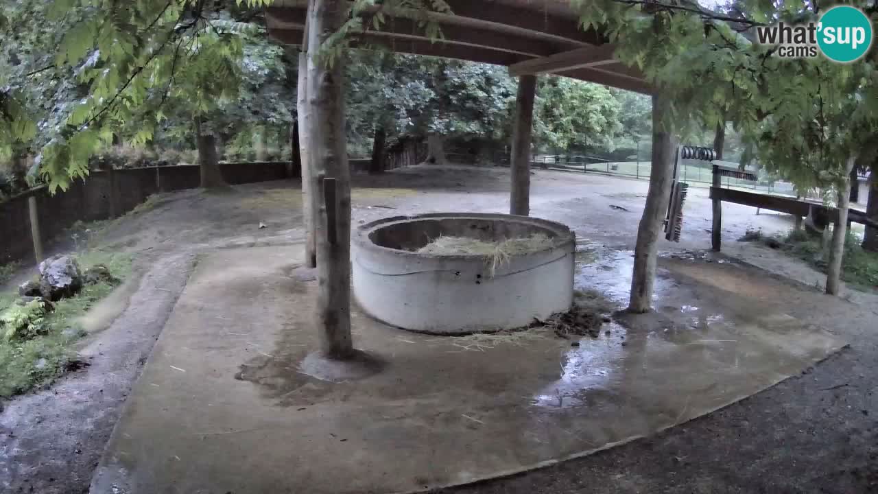 Live webcam Les zèbres in Ljubljana ZOO – Slovénie