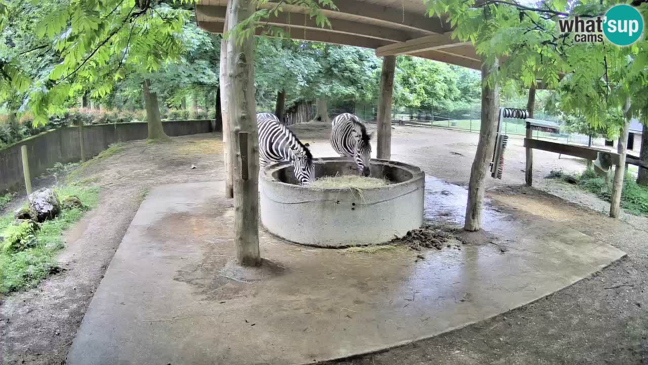Live Webcam Zebras in Ljubljana ZOO – Slowenien