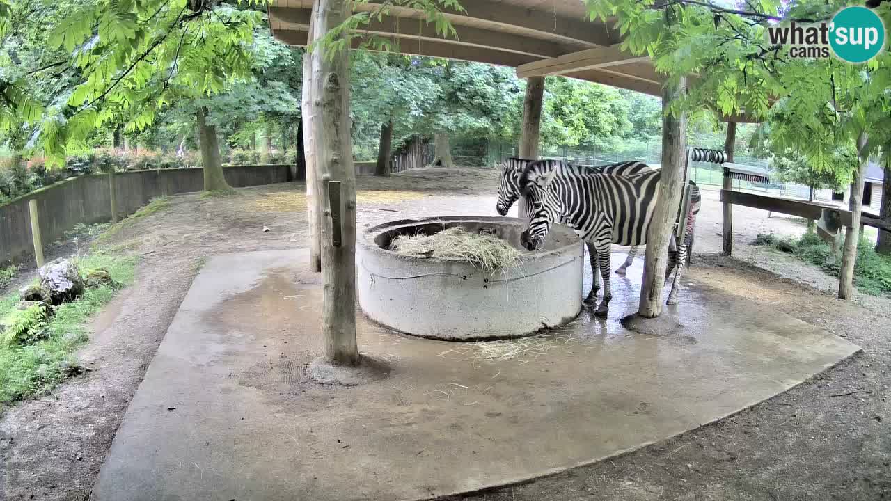 Live Webcam Zebras in Ljubljana ZOO – Slowenien