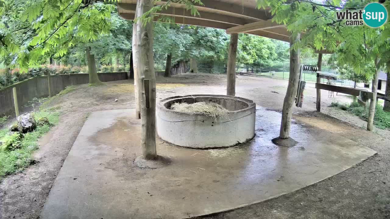 Live webcam Les zèbres in Ljubljana ZOO – Slovénie