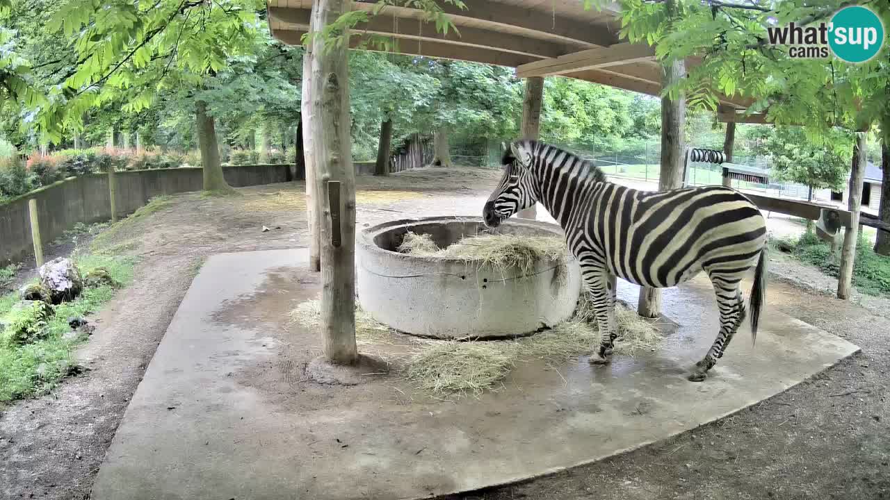 Web kamera uživo Zebras u ZOO Ljubljana – Slovenija