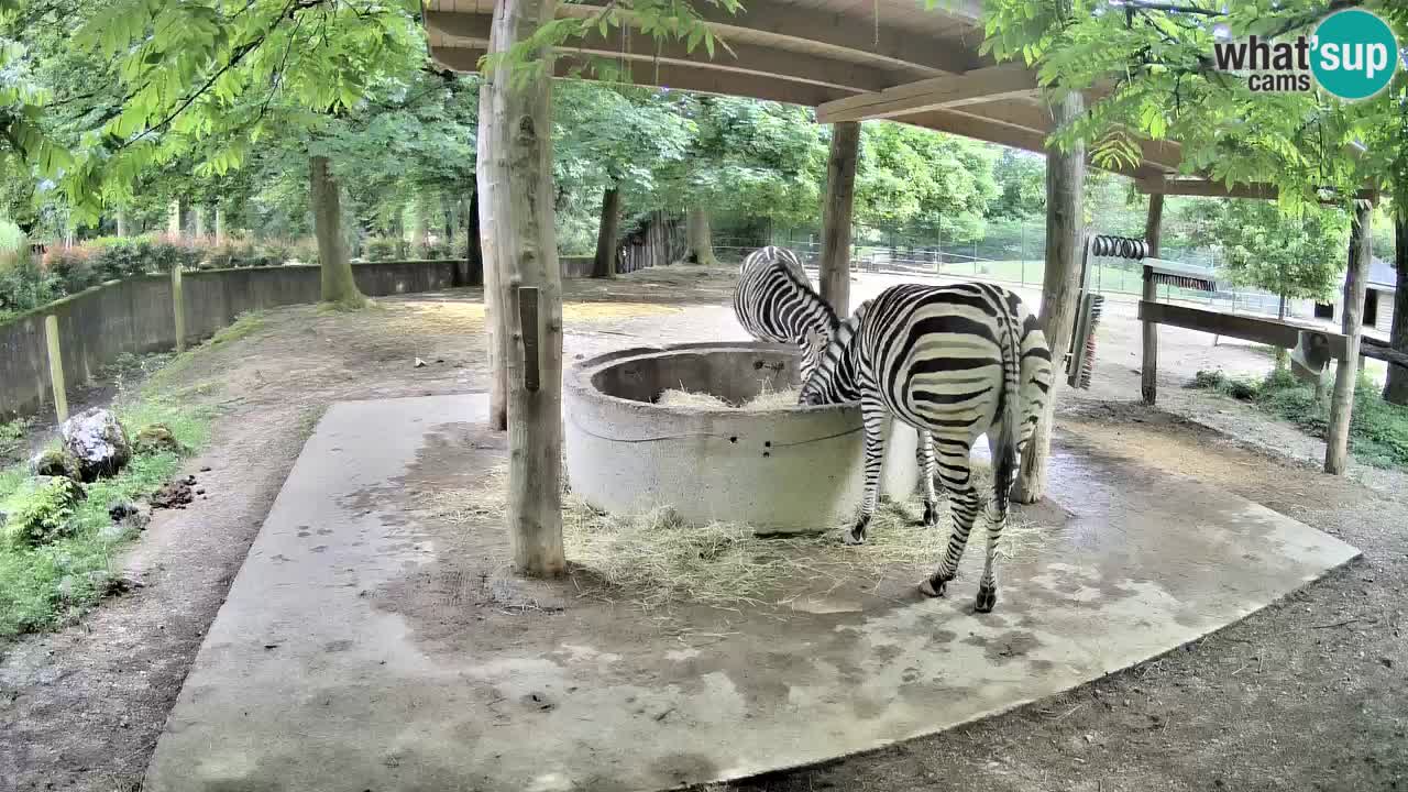 Live webcam Les zèbres in Ljubljana ZOO – Slovénie