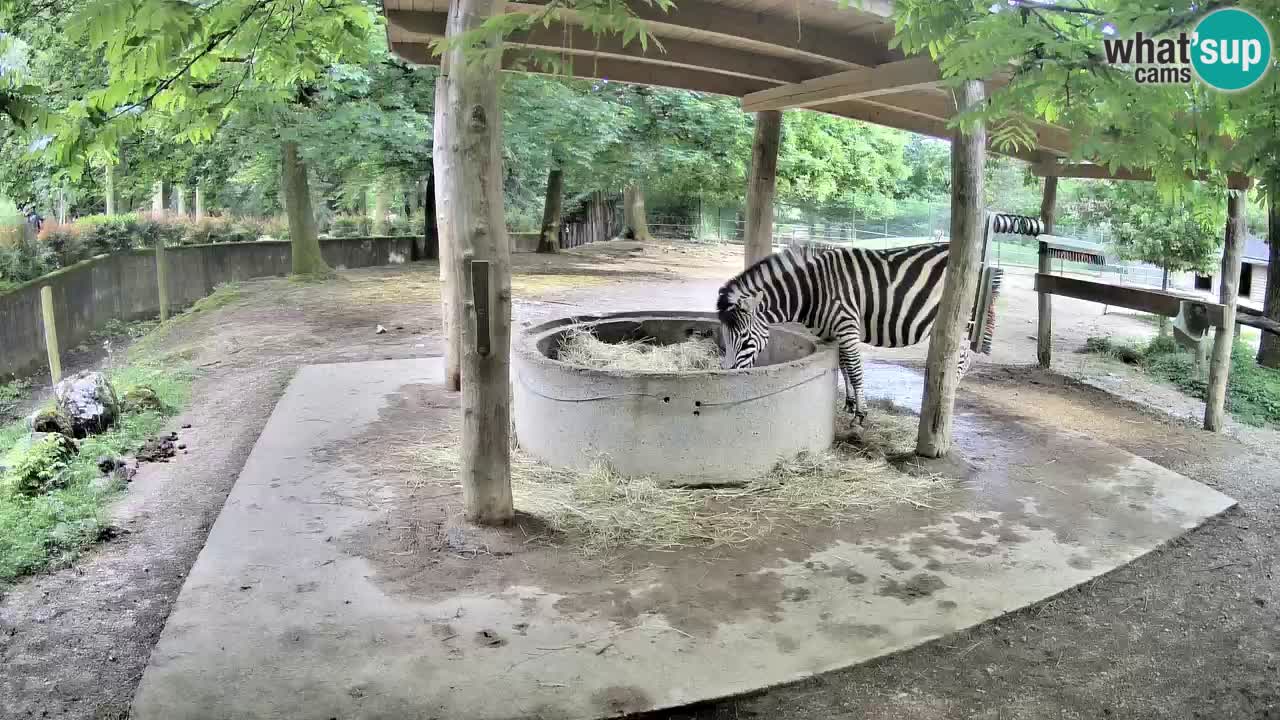 Le Zebre nello ZOO di Ljubljana – Slovenia Live webcam
