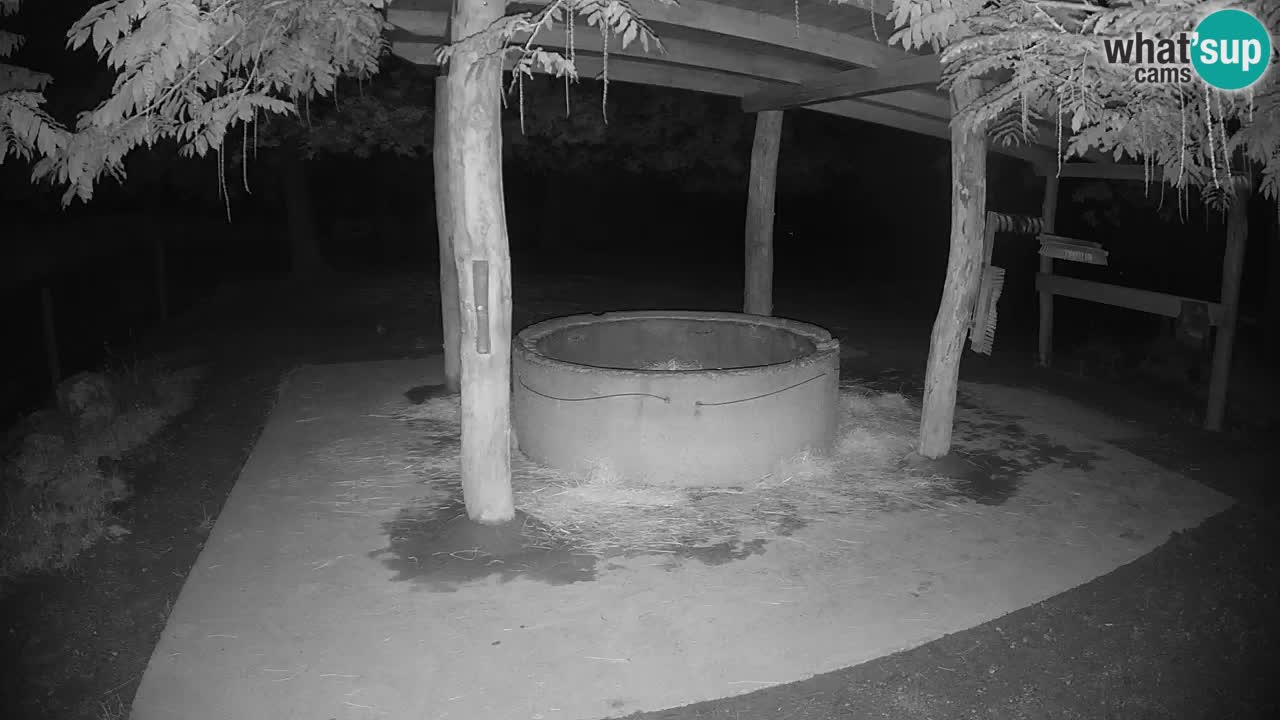 Live webcam Zebras in Ljubljana ZOO – Slovenia