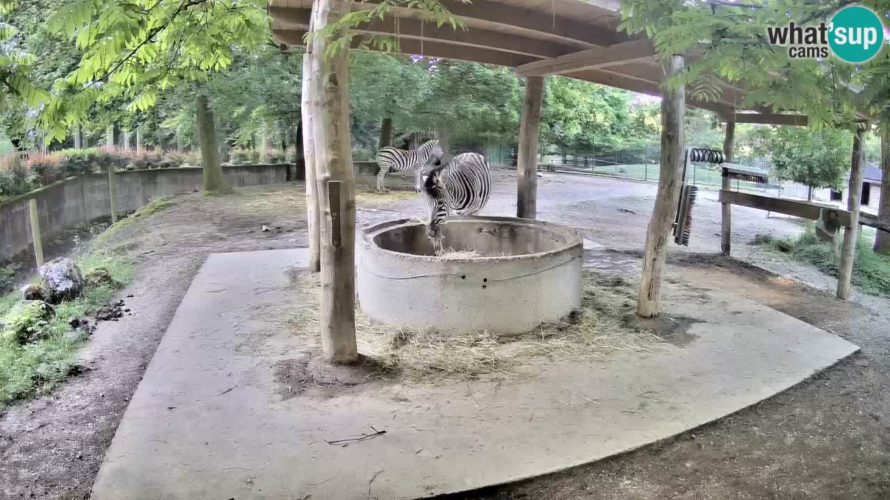 Web kamera uživo Zebras u ZOO Ljubljana – Slovenija
