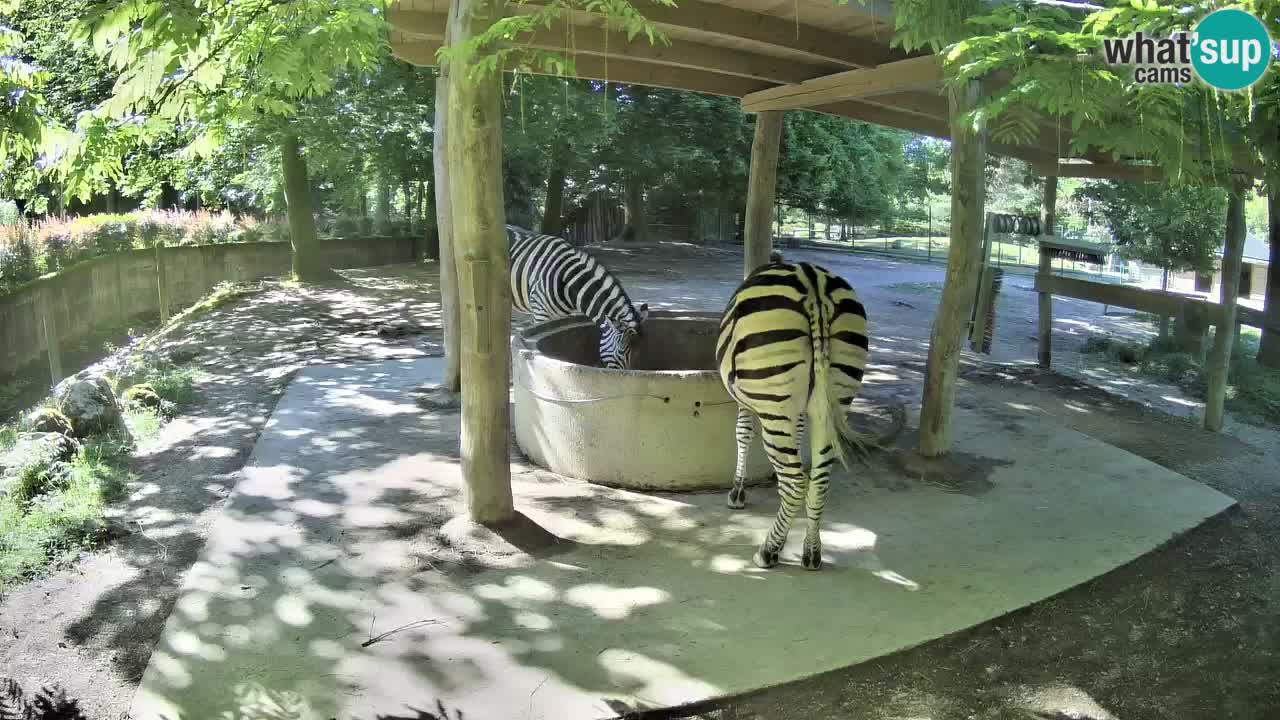 Camera en vivo Cebras in Ljubljana ZOO – Eslovenia
