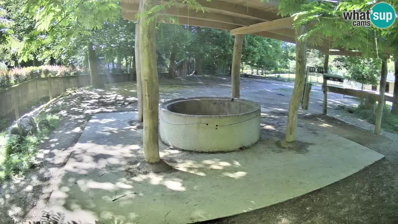 Live webcam Zebras in Ljubljana ZOO – Slovenia