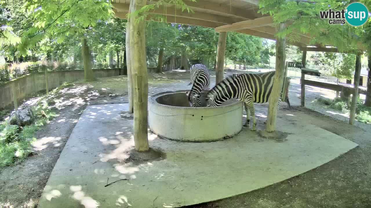 Live webcam Zebras in Ljubljana ZOO – Slovenia