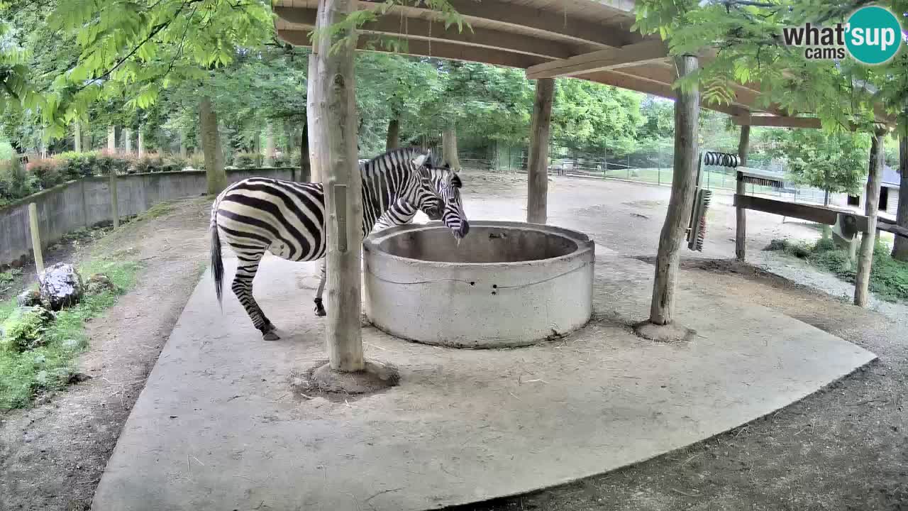 Zebre v živo v živalskem vrtu Ljubljana ZOO spletne kamere