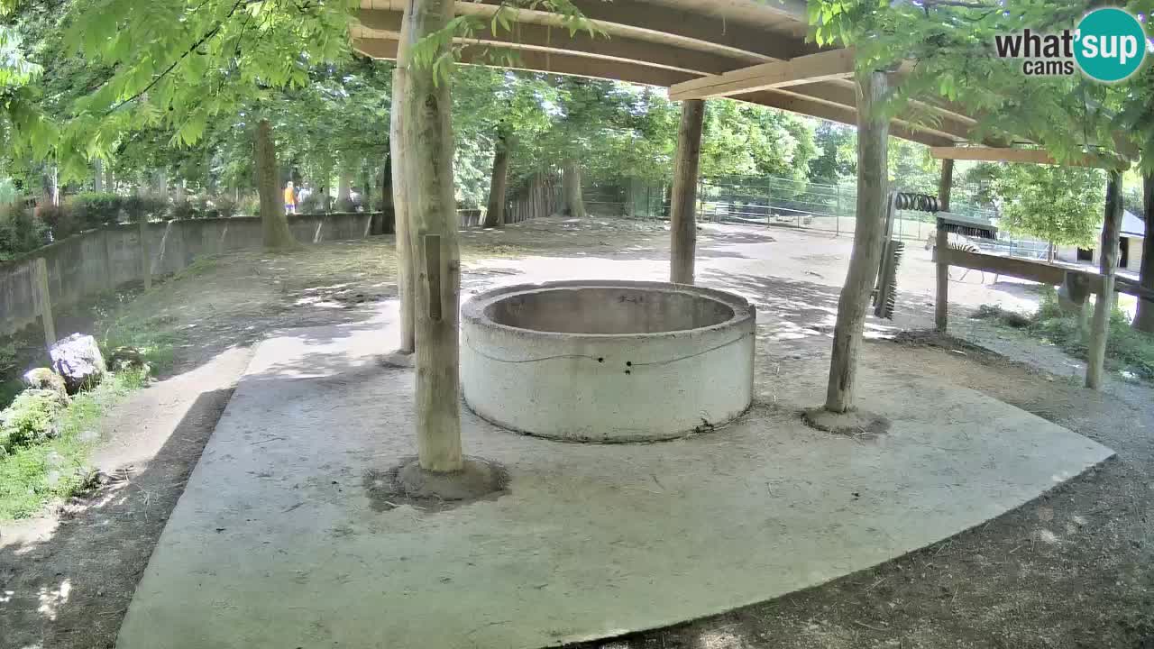 Live Webcam Zebras in Ljubljana ZOO – Slowenien