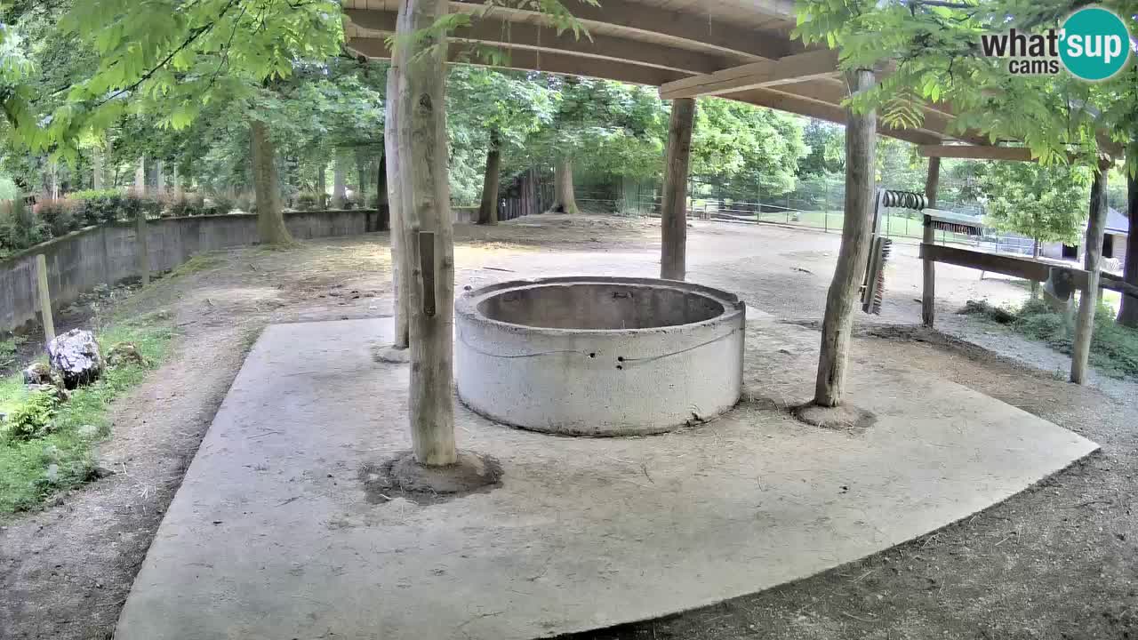 Live Webcam Zebras in Ljubljana ZOO – Slowenien