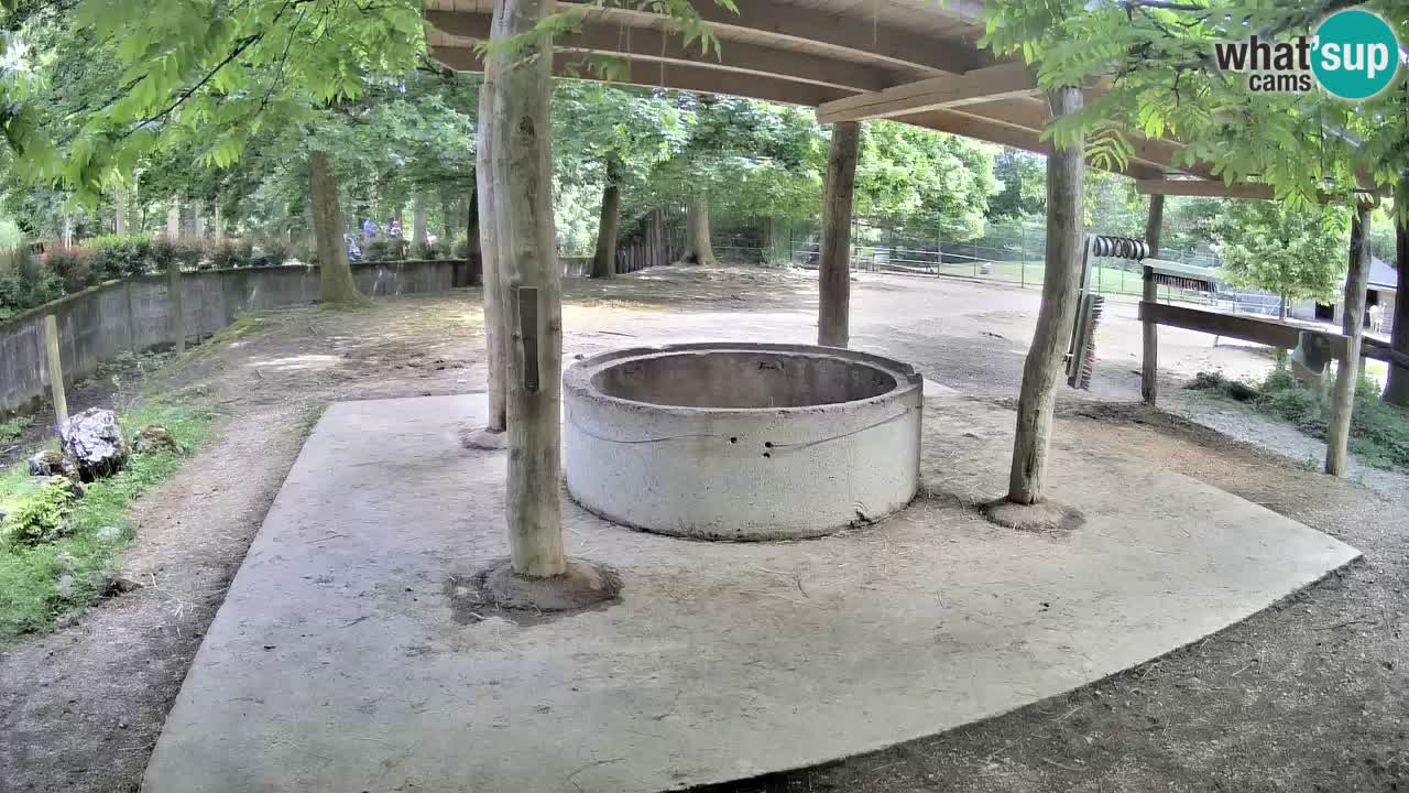 Live Webcam Zebras in Ljubljana ZOO – Slowenien