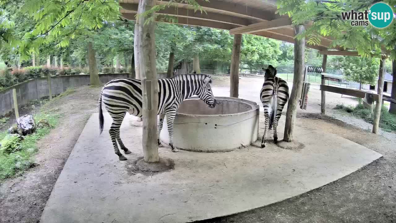 Live Webcam Zebras in Ljubljana ZOO – Slowenien