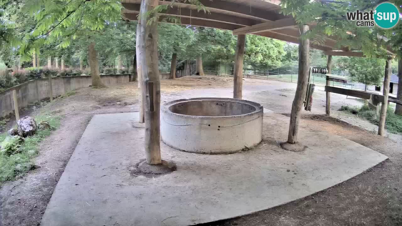 Live webcam Zebras in Ljubljana ZOO – Slovenia