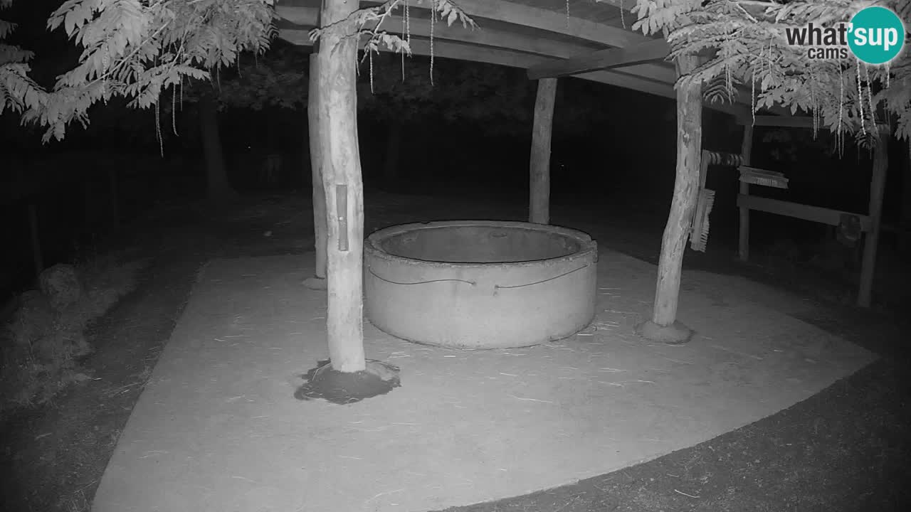 Camera en vivo Cebras in Ljubljana ZOO – Eslovenia