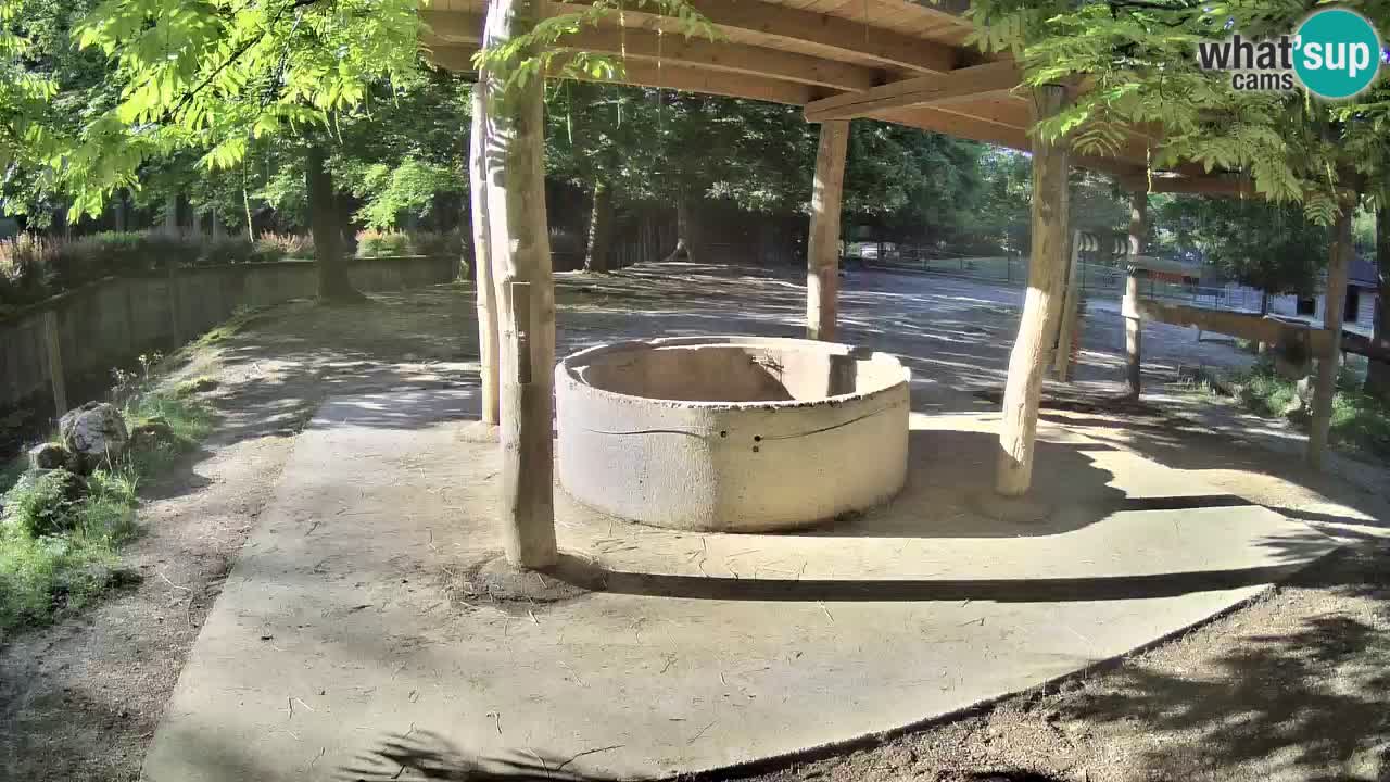 Web kamera uživo Zebras u ZOO Ljubljana – Slovenija