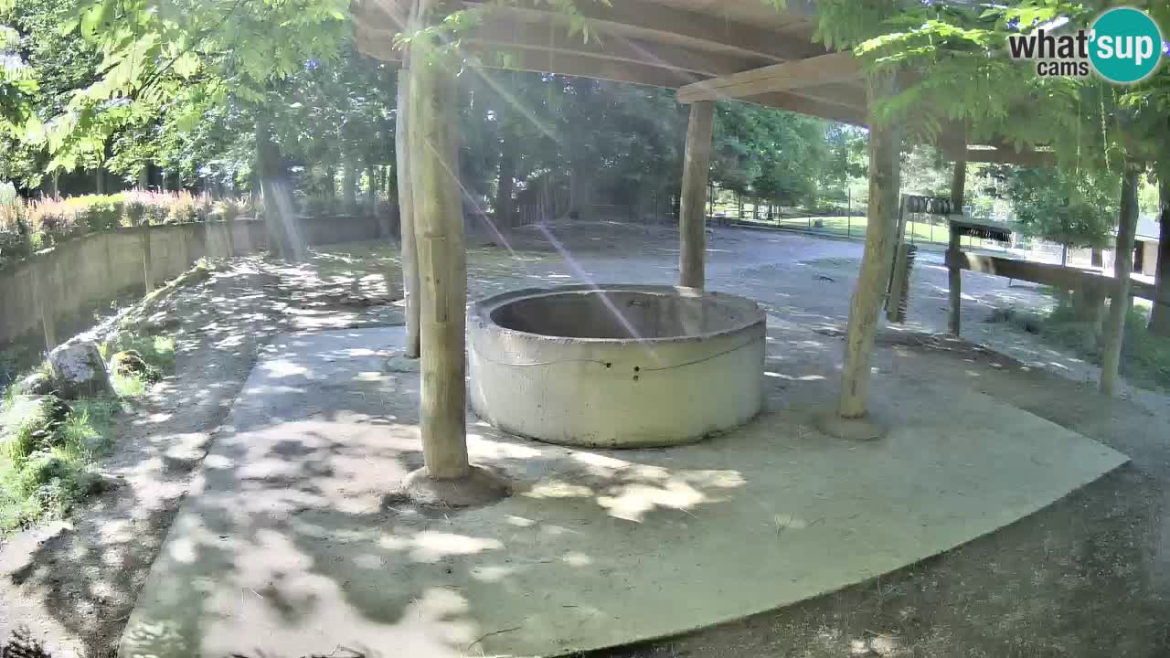 Live Webcam Zebras in Ljubljana ZOO – Slowenien