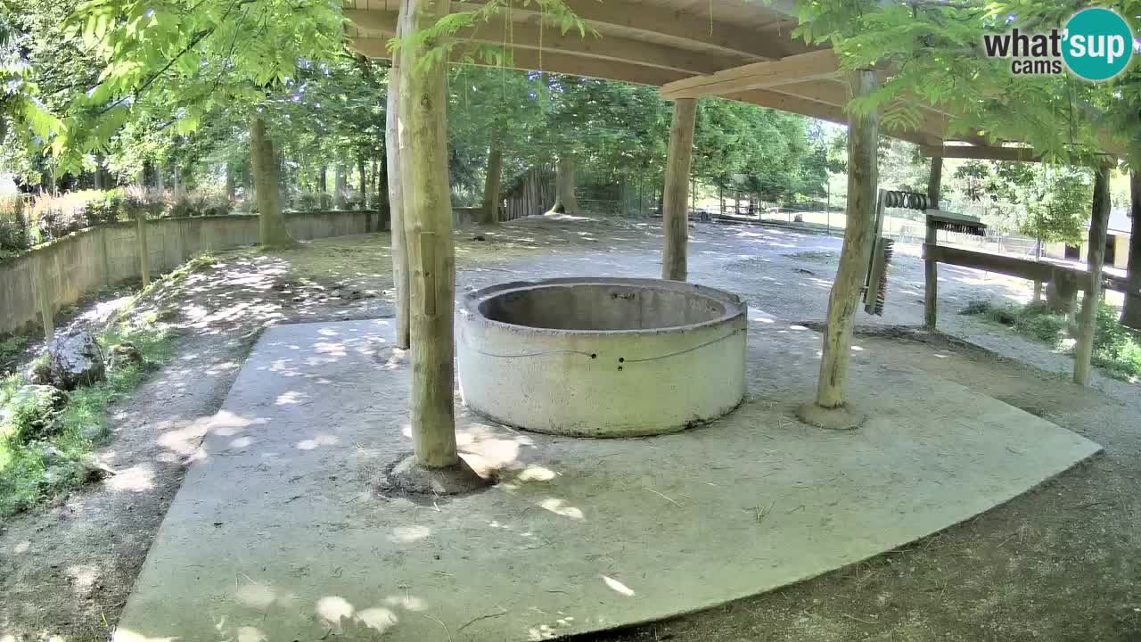 Live Webcam Zebras in Ljubljana ZOO – Slowenien
