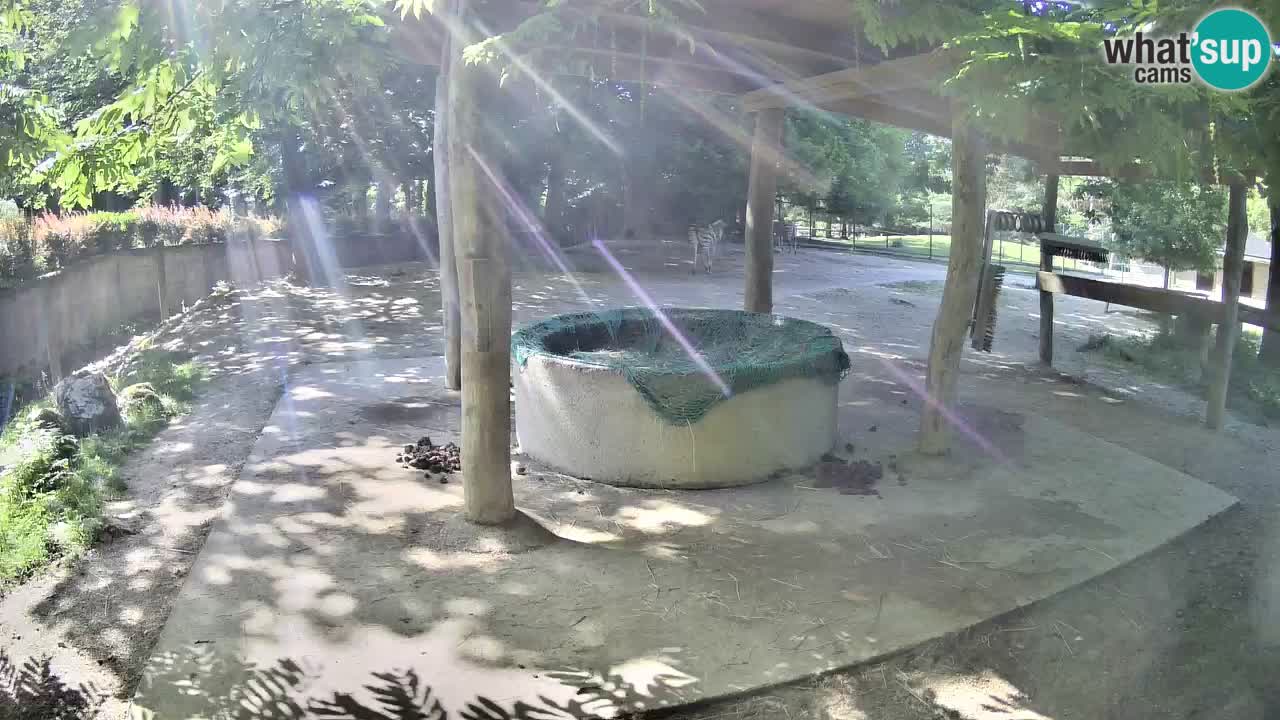 Live webcam Zebras in Ljubljana ZOO – Slovenia