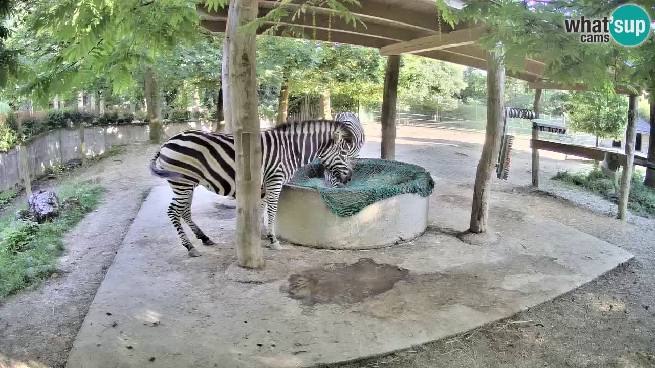 Live webcam Zebras in Ljubljana ZOO – Slovenia