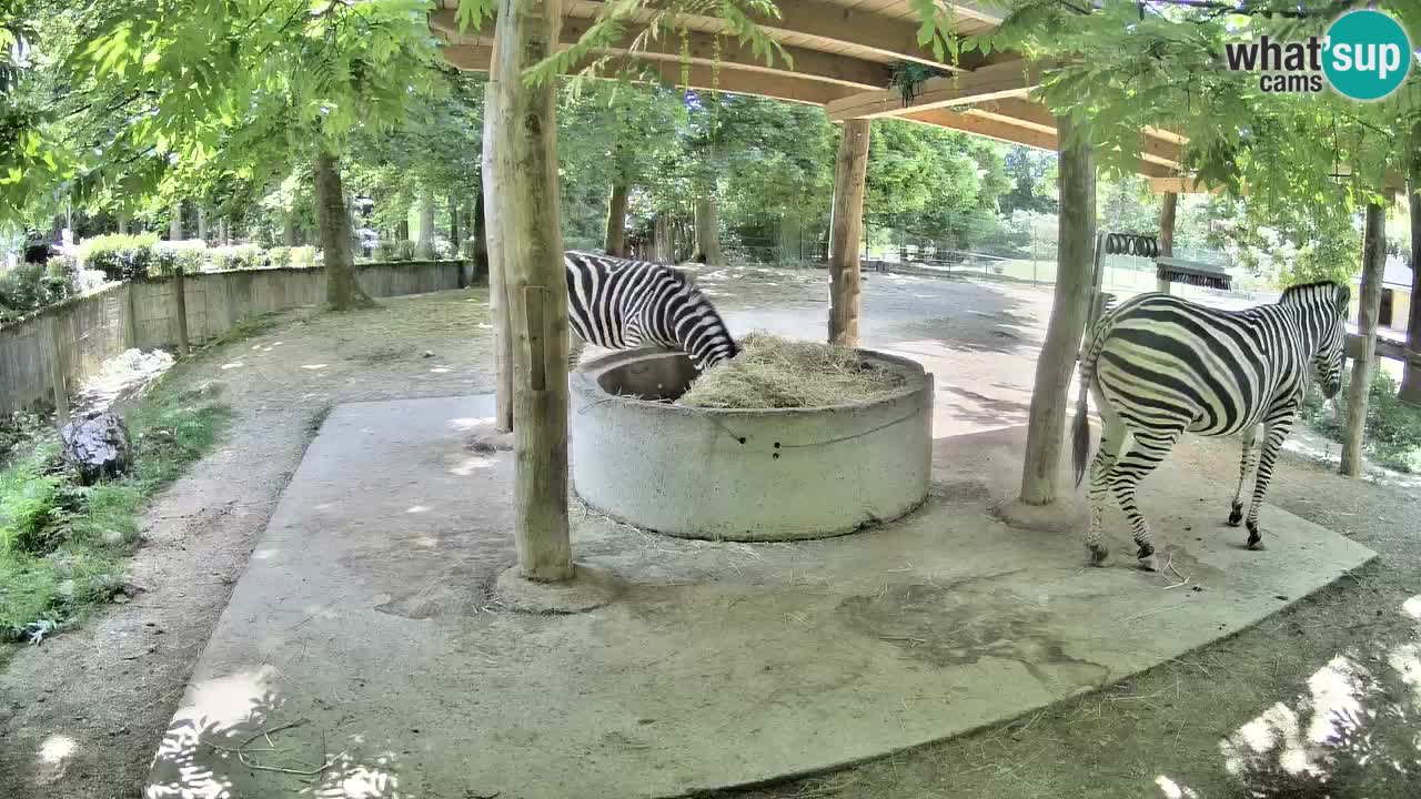 Web kamera uživo Zebras u ZOO Ljubljana – Slovenija