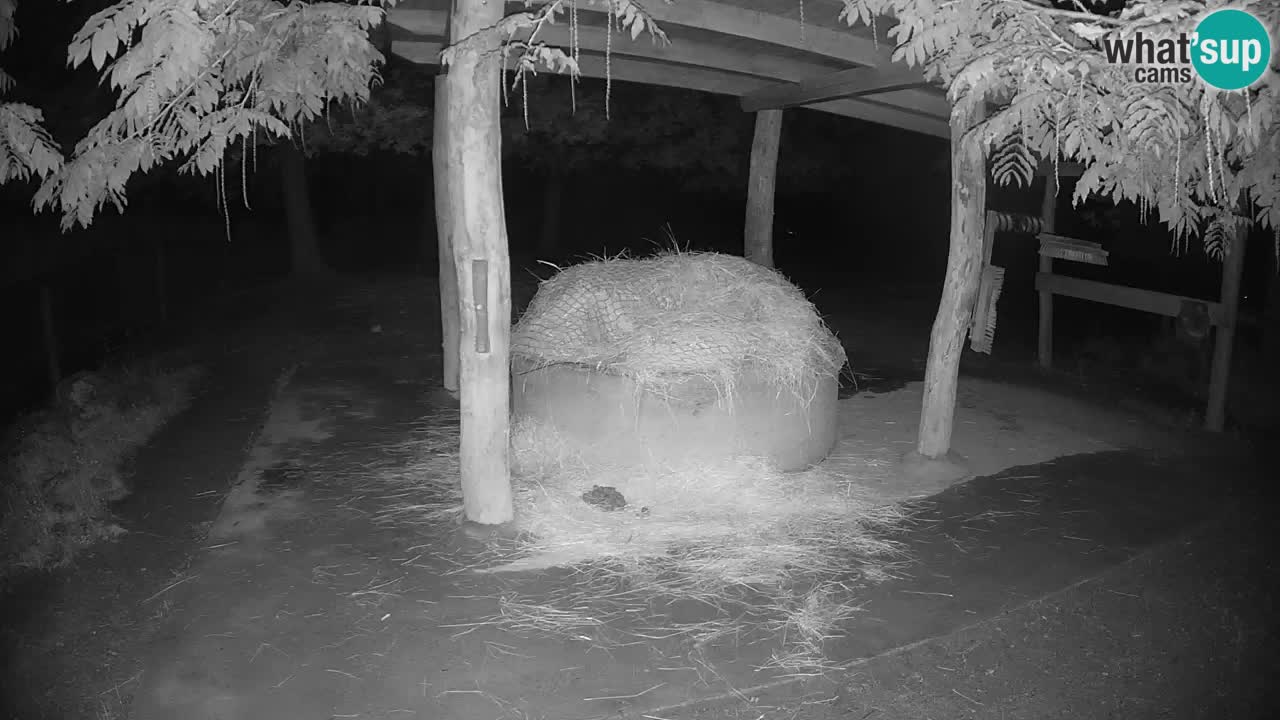 Live webcam Les zèbres in Ljubljana ZOO – Slovénie