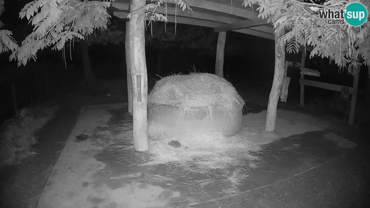 Live webcam Les zèbres in Ljubljana ZOO – Slovénie