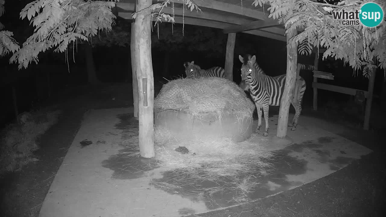 Live webcam Zebras in Ljubljana ZOO – Slovenia