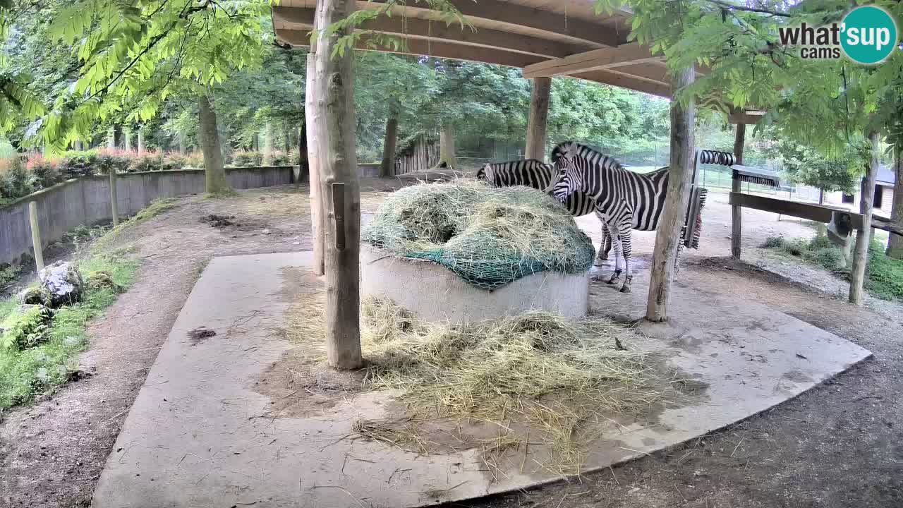 Web kamera uživo Zebras u ZOO Ljubljana – Slovenija