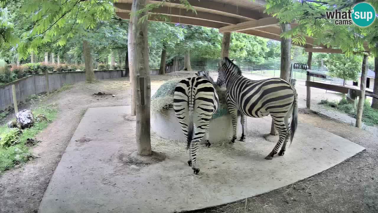 Live webcam Zebras in Ljubljana ZOO – Slovenia