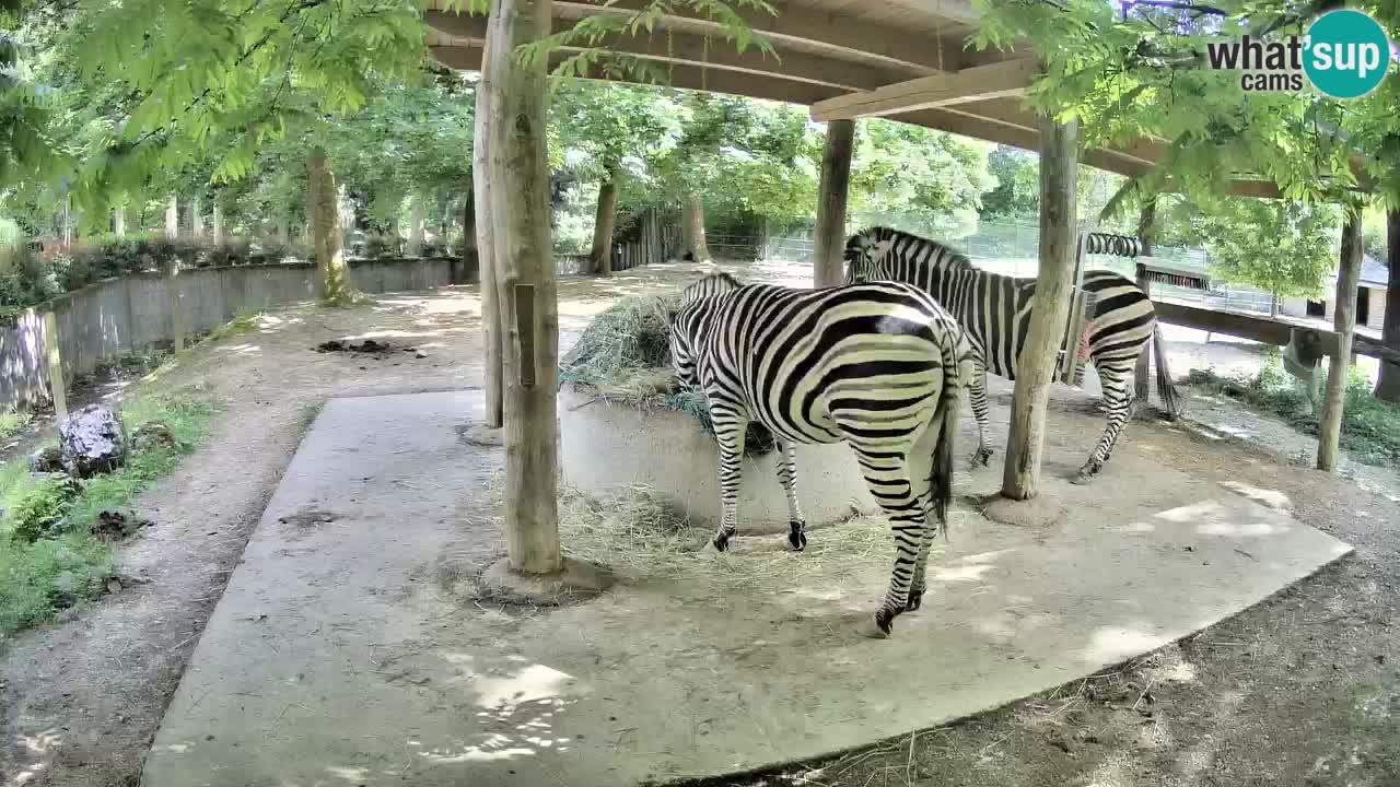Le Zebre nello ZOO di Ljubljana – Slovenia Live webcam