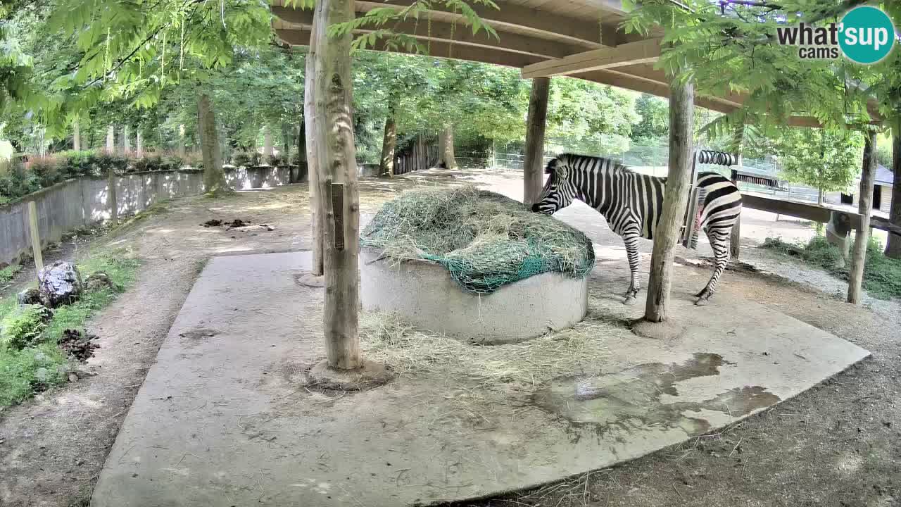 Le Zebre nello ZOO di Ljubljana – Slovenia Live webcam