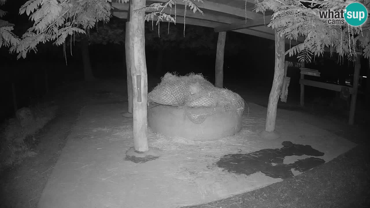 Camera en vivo Cebras in Ljubljana ZOO – Eslovenia