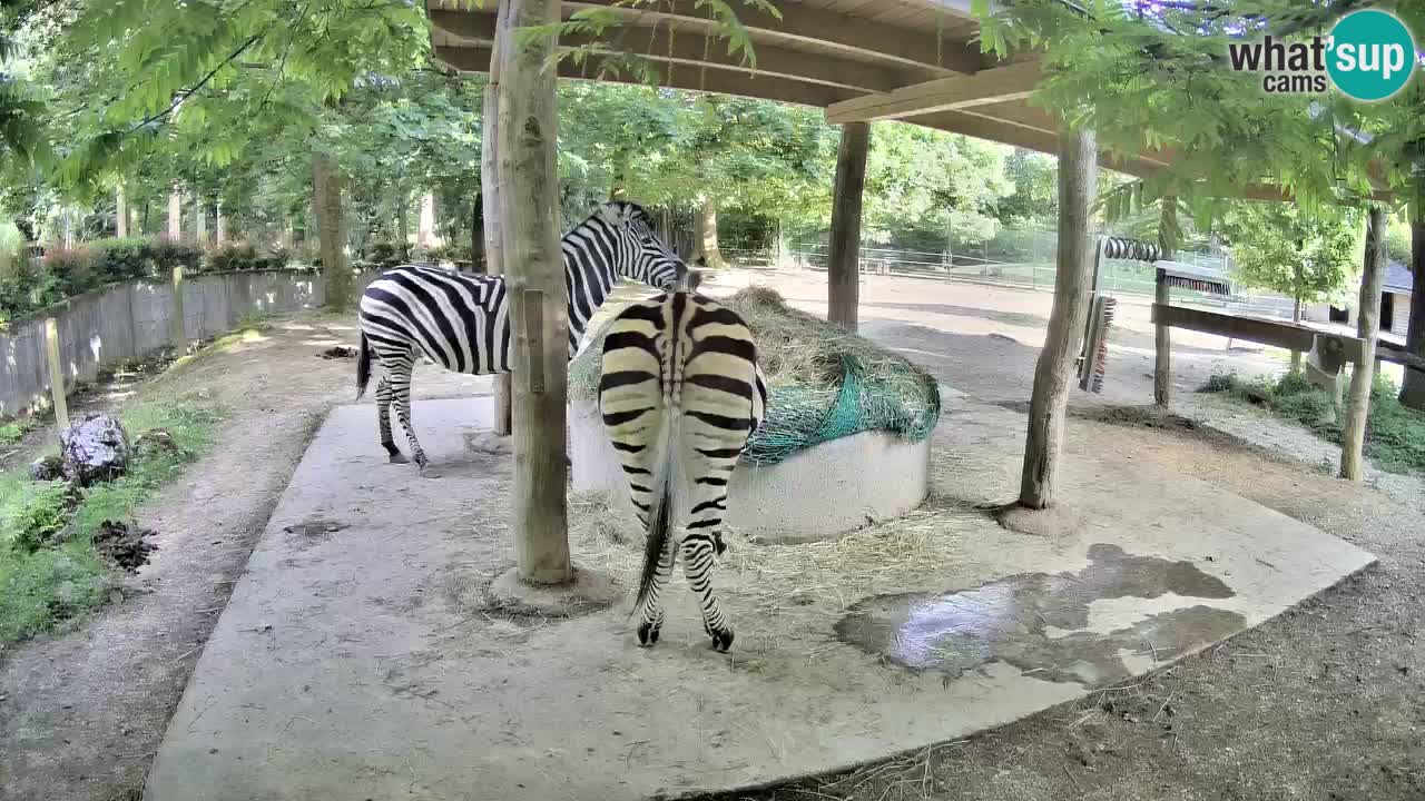 Camera en vivo Cebras in Ljubljana ZOO – Eslovenia