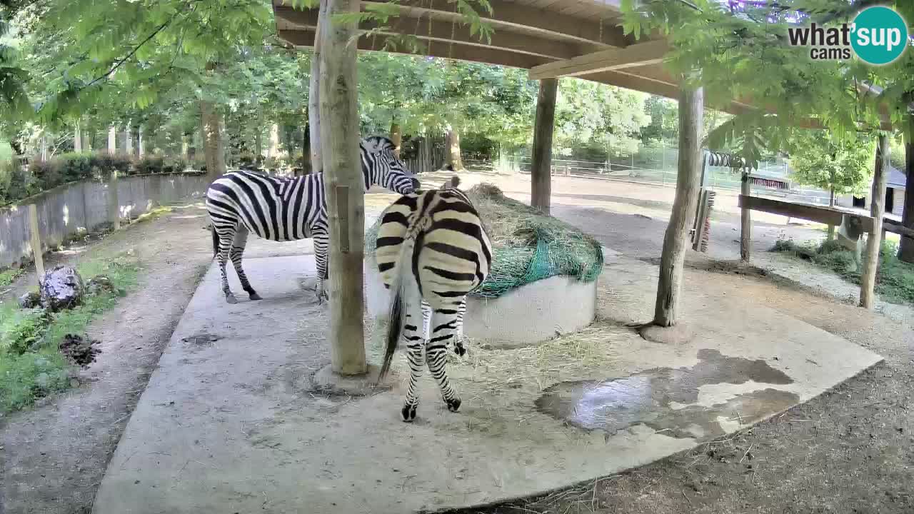Live webcam Zebras in Ljubljana ZOO – Slovenia
