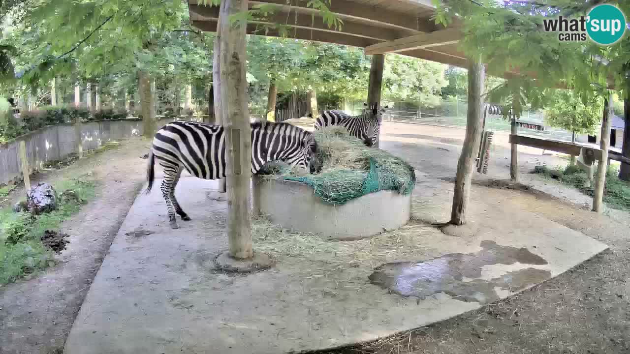 Camera en vivo Cebras in Ljubljana ZOO – Eslovenia