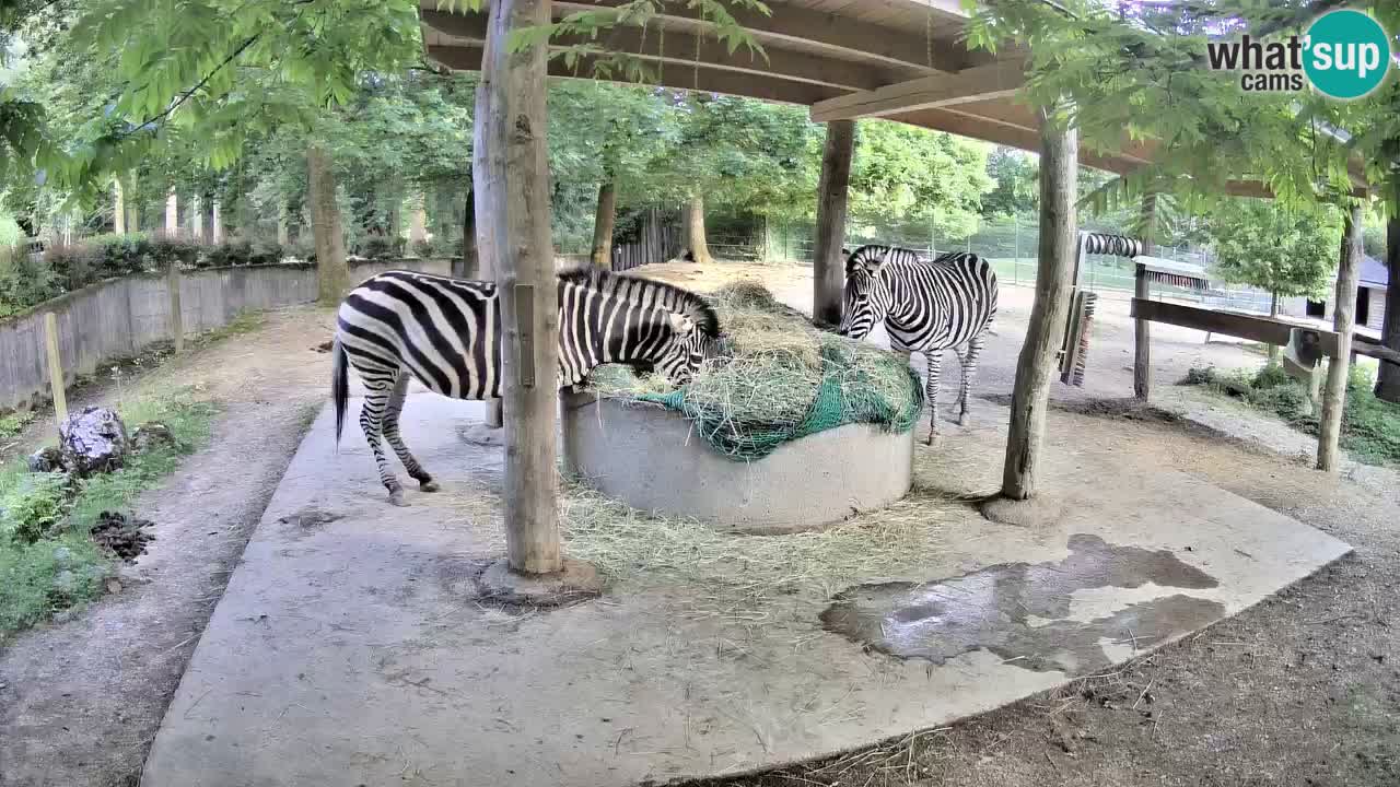 Le Zebre nello ZOO di Ljubljana – Slovenia Live webcam