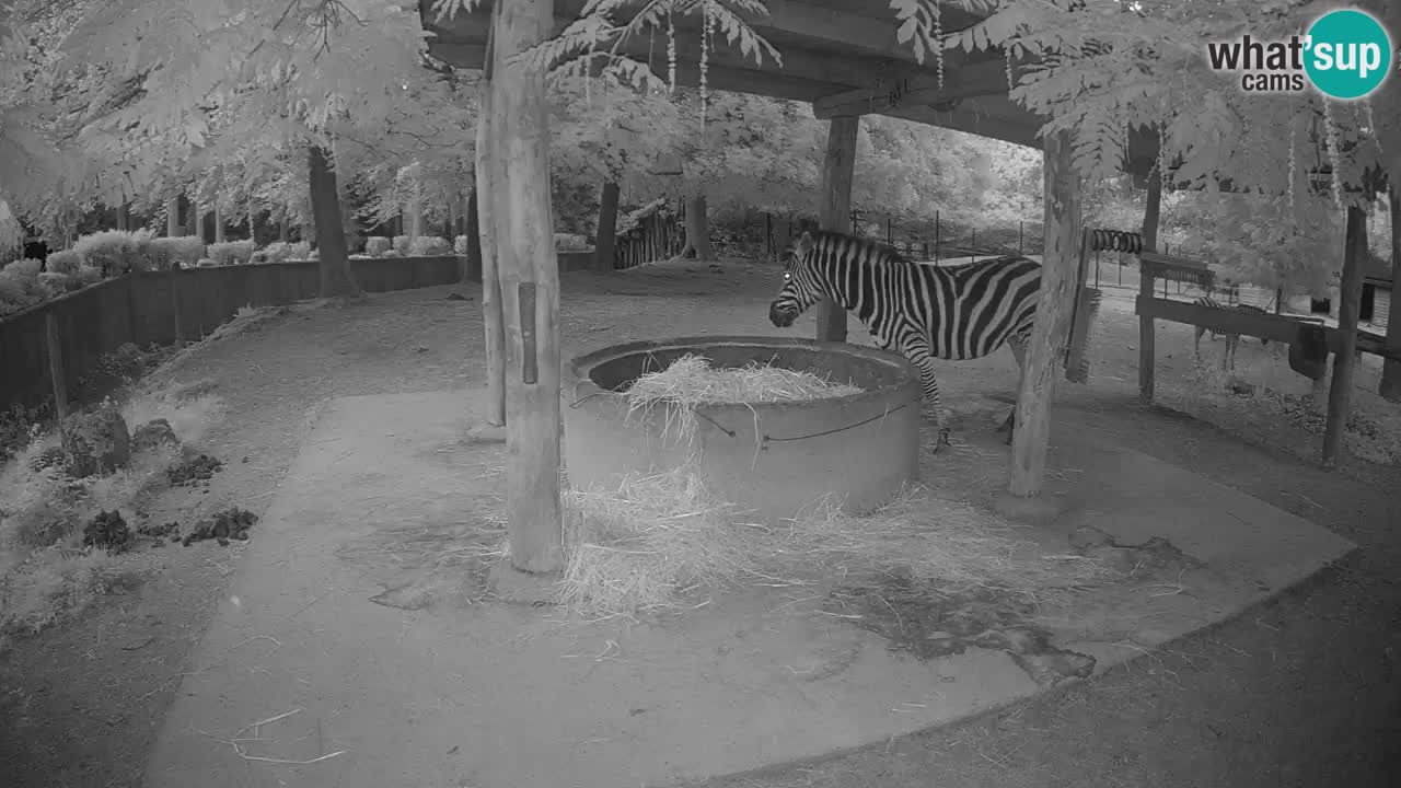 Live webcam Les zèbres in Ljubljana ZOO – Slovénie