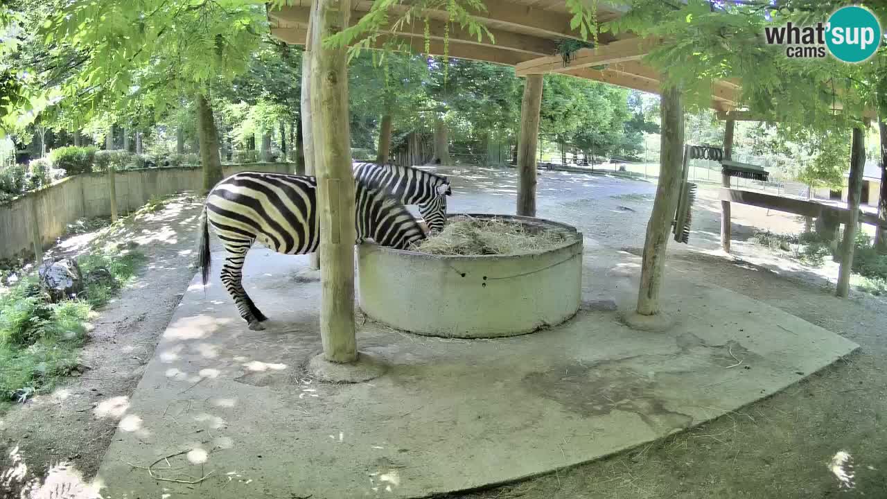 Live Webcam Zebras in Ljubljana ZOO – Slowenien