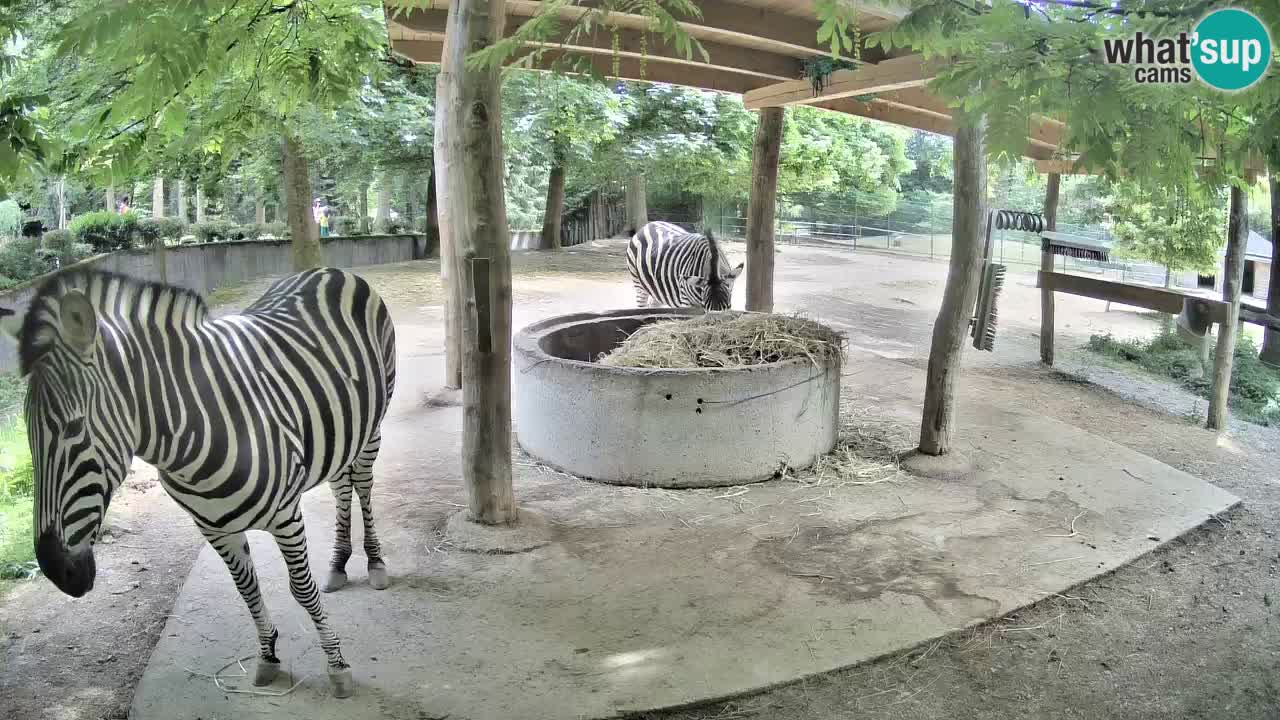 Camera en vivo Cebras in Ljubljana ZOO – Eslovenia