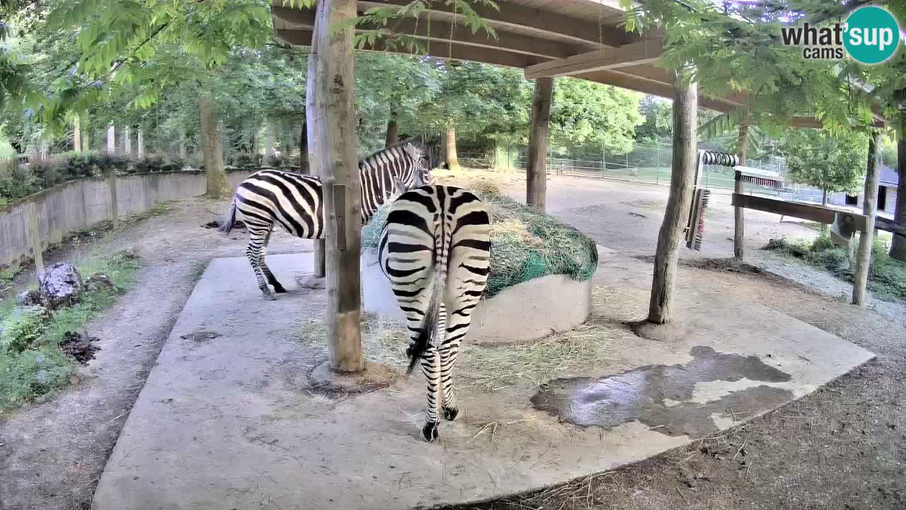 Camera en vivo Cebras in Ljubljana ZOO – Eslovenia