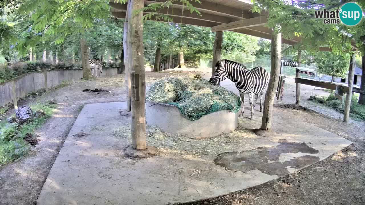 Le Zebre nello ZOO di Ljubljana – Slovenia Live webcam