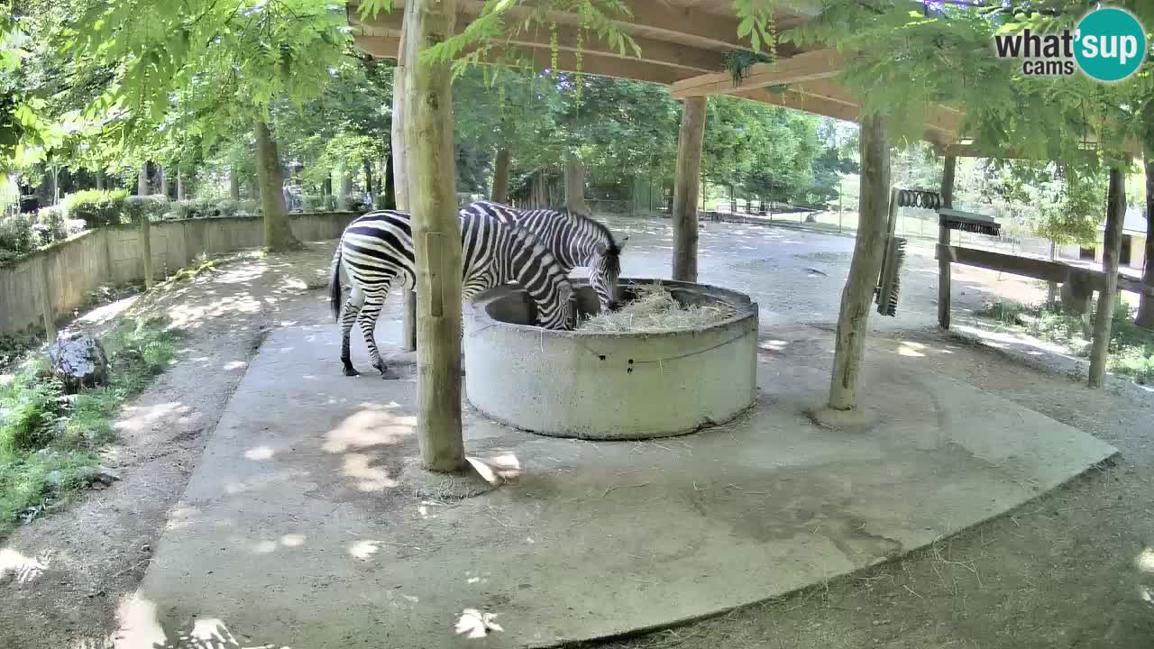 Le Zebre nello ZOO di Ljubljana – Slovenia Live webcam