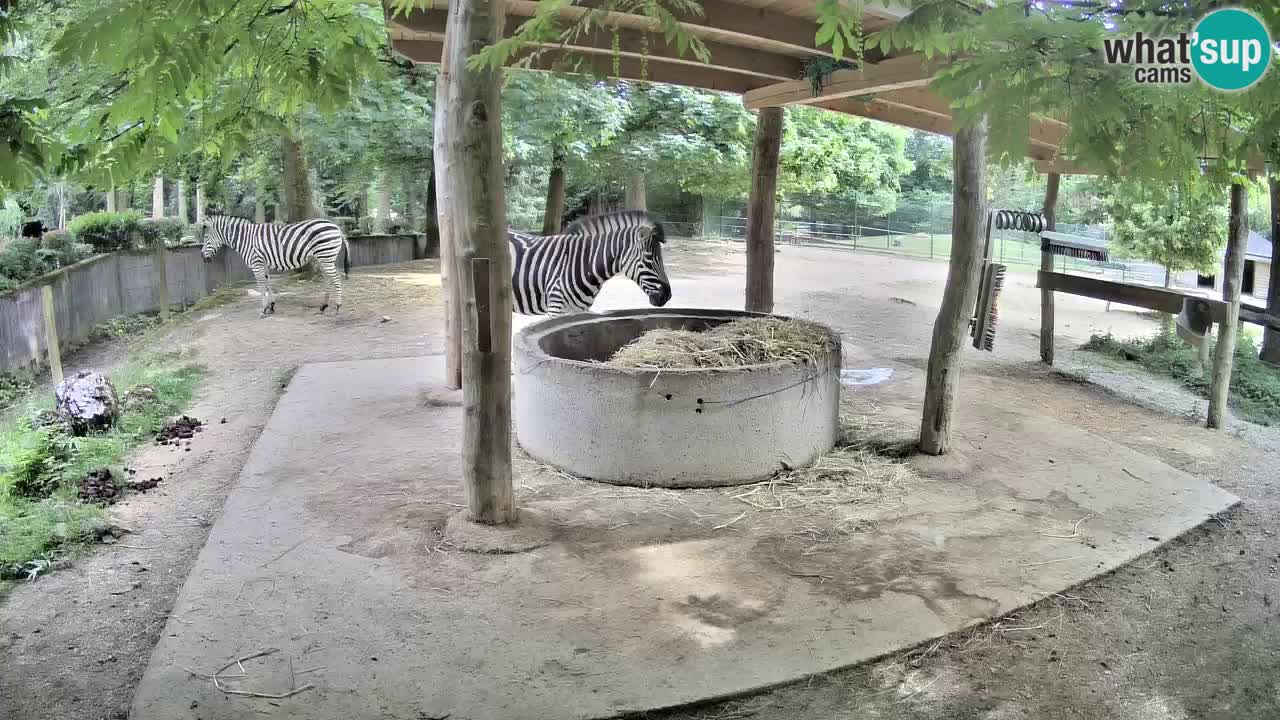 Zebre v živo v živalskem vrtu Ljubljana ZOO spletne kamere