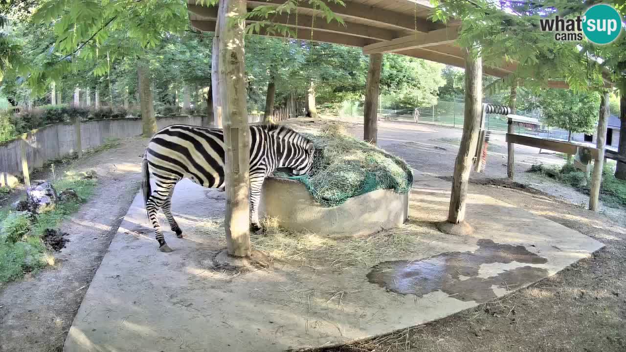 Le Zebre nello ZOO di Ljubljana – Slovenia Live webcam