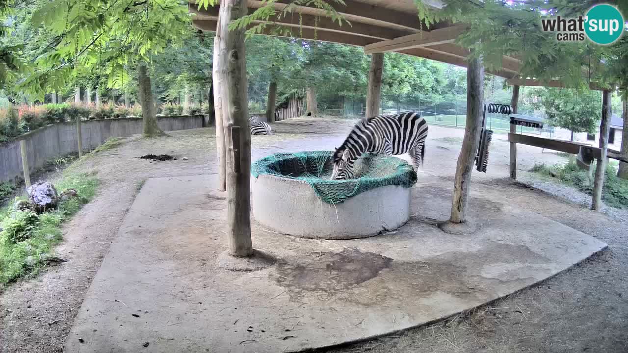 Zebre v živo v živalskem vrtu Ljubljana ZOO spletne kamere