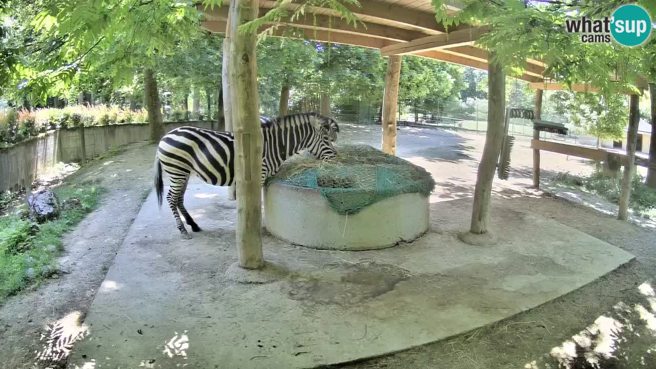 Camera en vivo Cebras in Ljubljana ZOO – Eslovenia